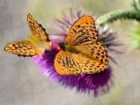 Motyle, Oset, Perłowce Malinowce