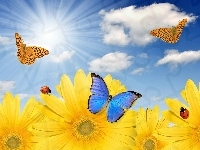 Motyle, Słońca, Łąka, Słoneczniki, Promienie