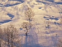 Mróz, Śnieg, Zaspy, Drzewa