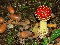Żołędzie, Muchomor, Liście