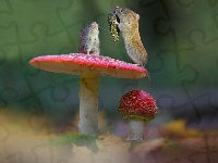 Muchomory, Myszy