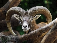 Muflon, Rogi