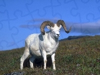 Trawa, Muflon, Niebo