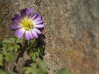 Mur, Zawilec, Kwiat