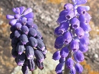 Muscari neglectum, Muscari armeniacum