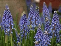 Muscari