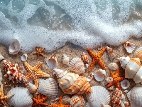 Plaża, Fala, Brzeg, Muszle