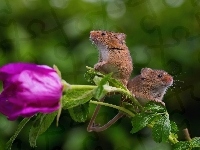 Myszki, Kwiat