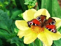 Żółtej, Motyl, Na, Dalii