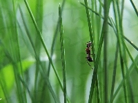 Źdźble, Mrówka, Na, Trawy