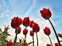 Na Tle, Czerwone, Tulipany, Nieba
