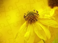 Żółty, Rudbekia naga, Kwiat