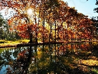 Nad Rzeką, Słońca, Las, Drzewa, Promienie