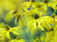 Żółte, Rudbekia Naga, Kwiaty