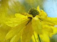 Żółty, Rudbekia Naga, Kwiat