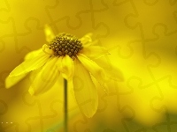 Żółty, Rudbekia Naga, Kwiat