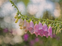 Naparstnica purpurowa, Kwiat