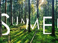 Las, Napis, Drzewa, Lato, Summer