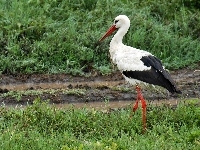 Narodowy, Serengeti, Łąka, Bocian, Park