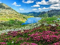 Rododendrony, Góry, Park Narodowy Retezat, Rumunia, Różne, Skały, Chmury, Kwiaty, Kamienie, Jezioro Bucura