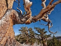 Narodowy, Nevada, Park, Drzewa