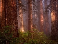 Stan Kalifornia, Sekwoje, Mgła, Park Narodowy Redwood, Drzewa, Stany Zjednoczone, Las, Paprocie