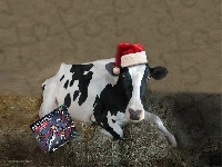 Boże Narodzenie, Krowa