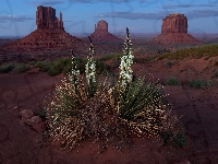 Skały, Dolina Pomników, Wyżyna Kolorado, Monument Valley, Kwiat, Stan Utah, Stany Zjednoczone Juka karolińska, Rezerwat Indian Navaho, Juka karolińska