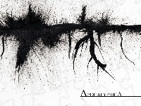 Apocalyptica, nazwa zespołu
