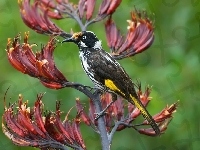 New Holland Honeyeater, Ptaszek, Kwiat