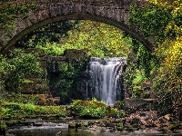 Newcastle, Anglia, Rośliny, Jesmond Dean Waterfall, Drzewa, Kamienie, Wodospad, Most