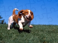 nibieskie, Basset Hound, niebo