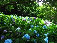 Niebieska, Drzewa, Ogród, Hortensja, Różowa