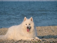 niebieska, Samojed, język, woda