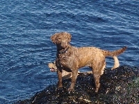 niebieska, Chesapeake Bay retriever, woda