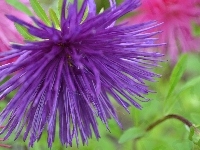 Niebieski, Aster