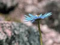 Niebieski, Aster