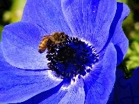 Kwiat, Niebieski, Pszczoła