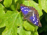 Niebieski, Zielone, Liście, Motyl