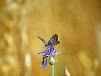 Niebieski, Motyl, Modraszek, Kwiat