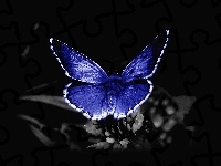 Niebieski, Motyl