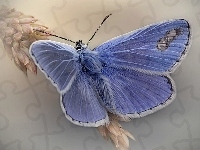 Motyl, Niebieski, Kłos