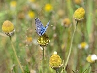 Motyl, Niebieski, Roślinność