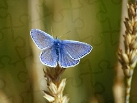 Motyl, Niebieski, Modraszek