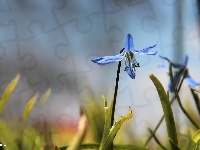 Niebieski, Cebulica Syberyjska, Kwiat