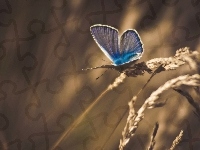 Niebieski, Źdźbła, Trawy, Motyl