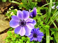 Niebieskie, Anemony