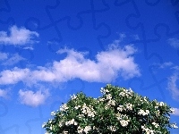 Niebieskie, Kwitnące, Drzewo, Niebo