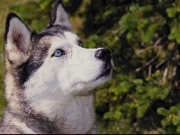 Niebieskie, Siberian, Husky, Oczy