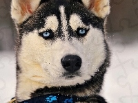 Niebieskie, Siberian Husky, Oczy